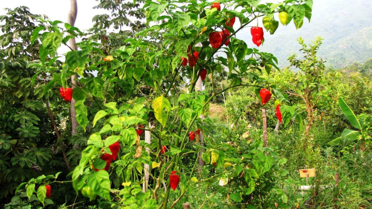 Sol De Minca Eco Lodge Εξωτερικό φωτογραφία