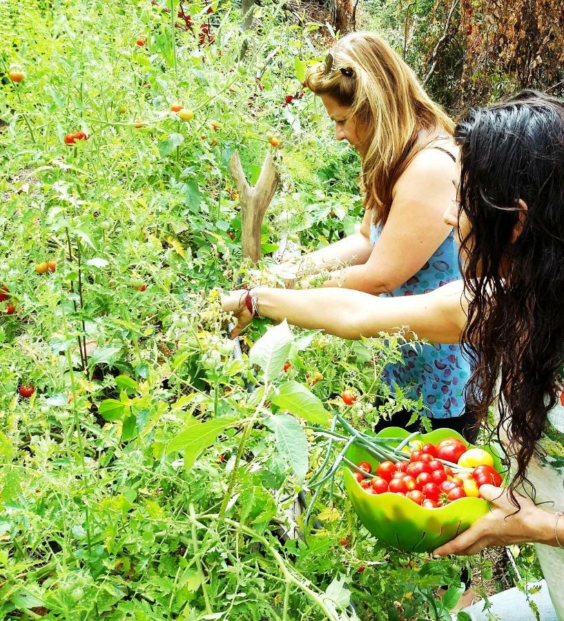 Sol De Minca Eco Lodge Εξωτερικό φωτογραφία